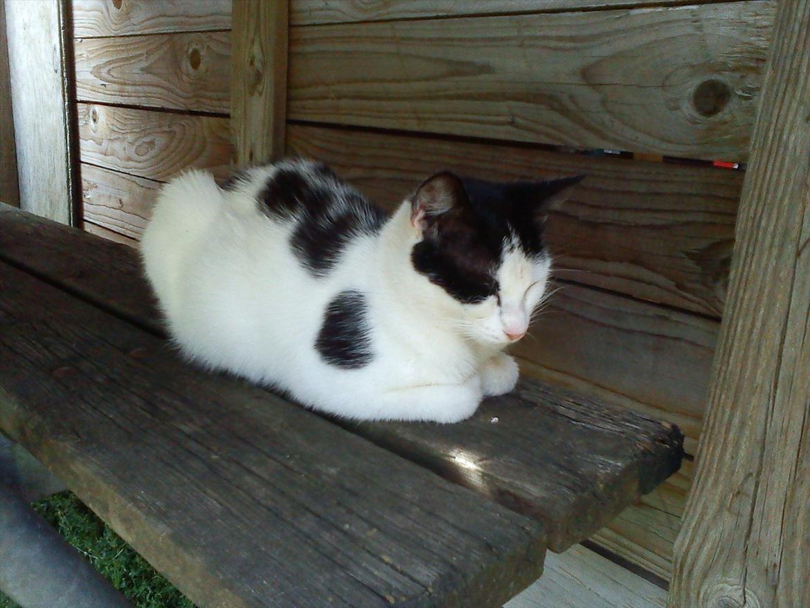 Huskat Skibber R.I.P Mandag 3 oktober 2011 "fundet død" billede 6