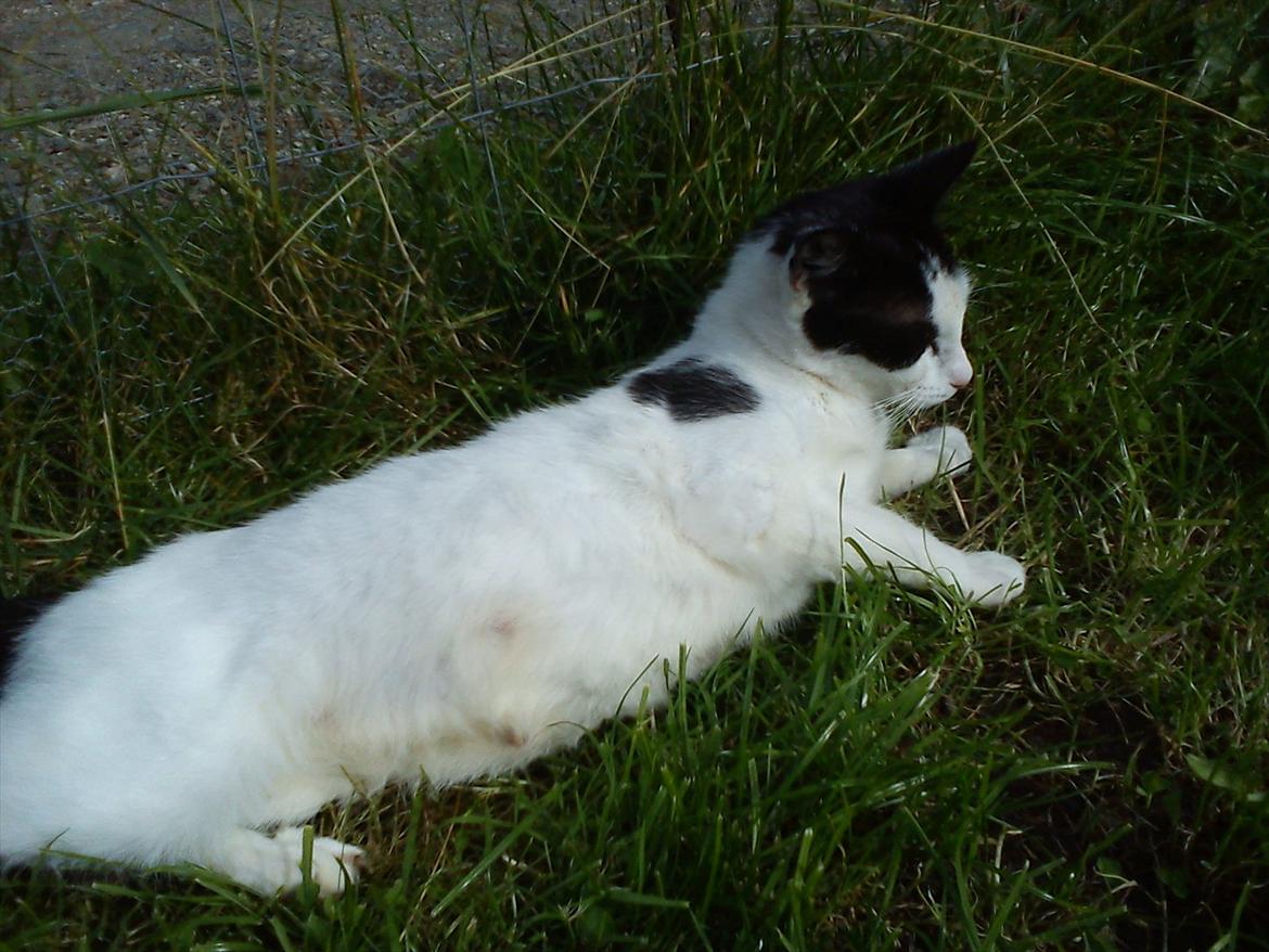 Huskat Skibber R.I.P Mandag 3 oktober 2011 "fundet død" billede 1