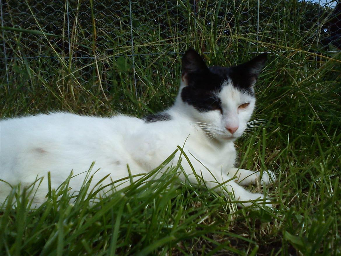 Huskat Skibber R.I.P Mandag 3 oktober 2011 "fundet død" billede 7