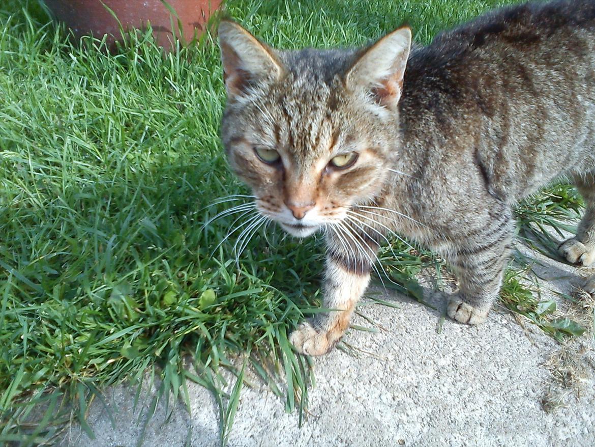 Huskat Gismo R.I.P 29 AGUST 2011 billede 1