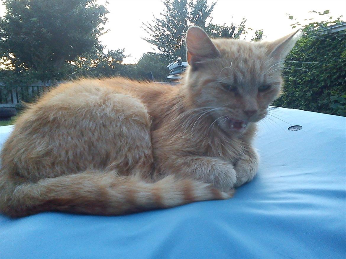 Huskat Garfield billede 4