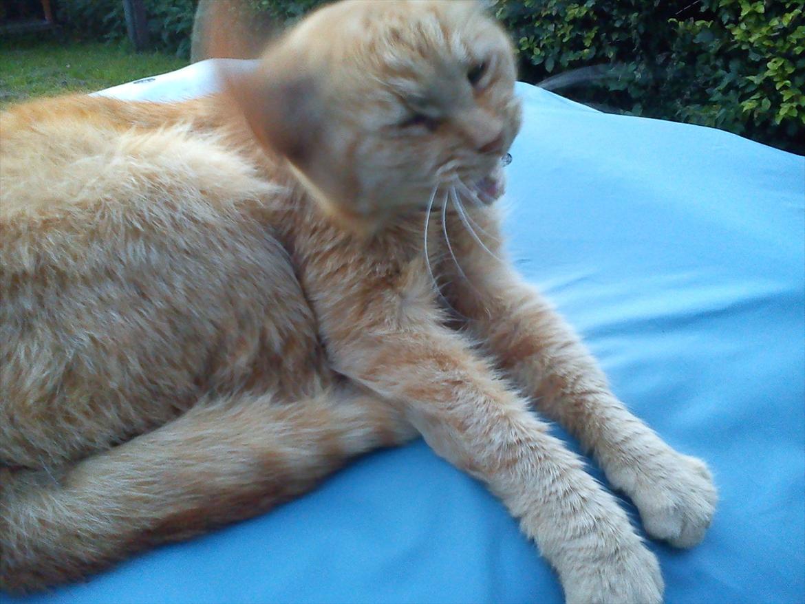 Huskat Garfield billede 5