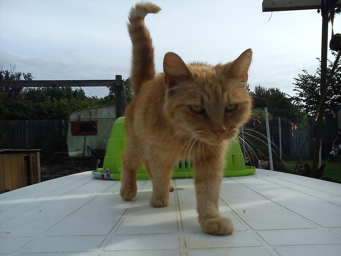 Huskat Garfield billede 6