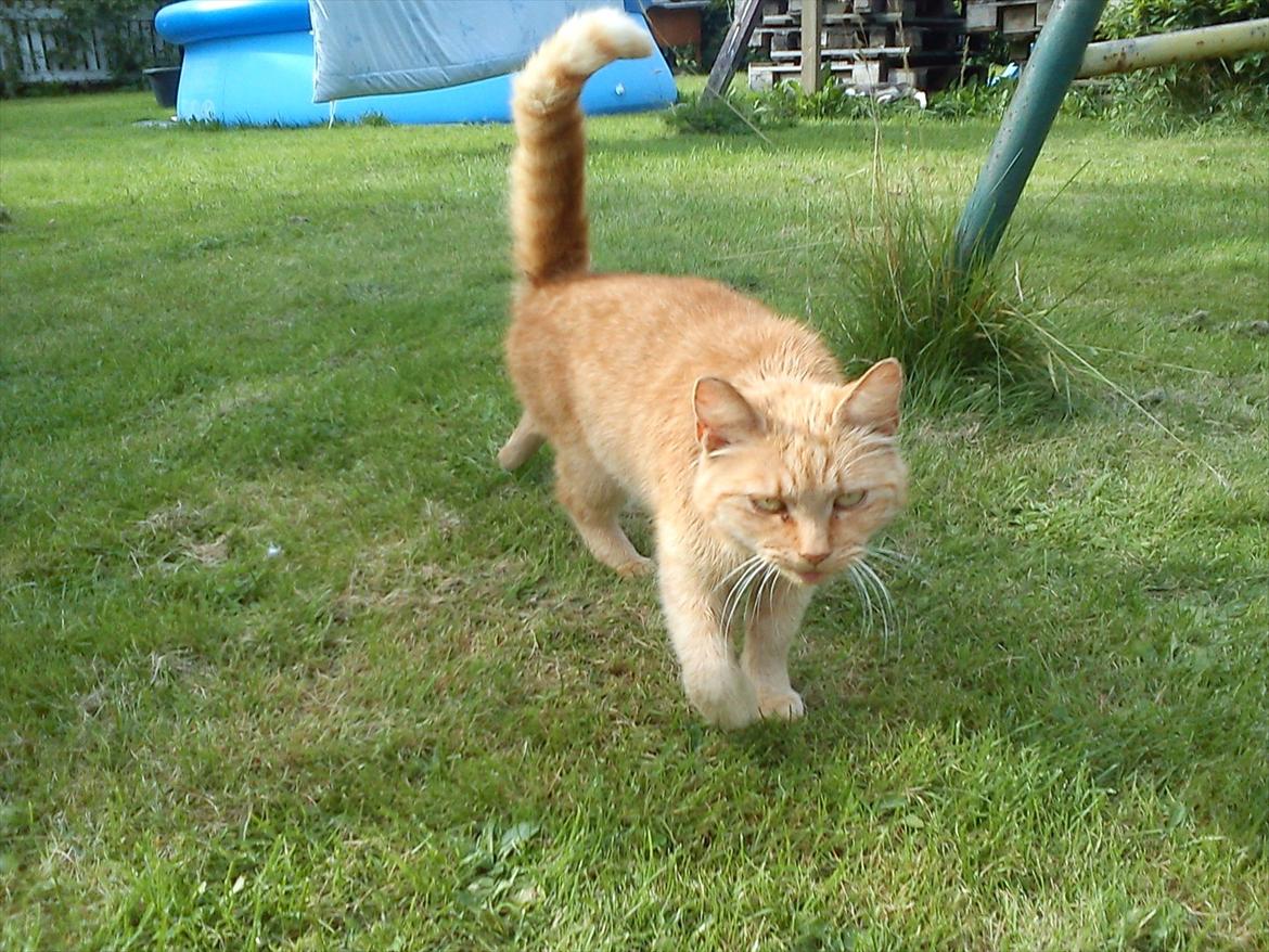 Huskat Garfield billede 7