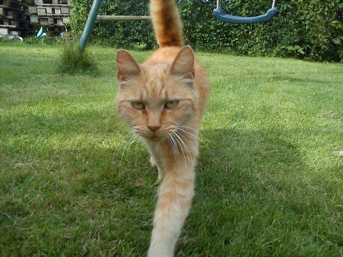 Huskat Garfield billede 8