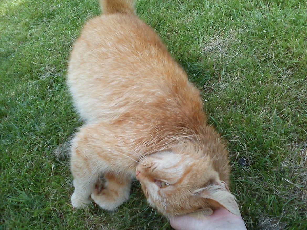 Huskat Garfield billede 9