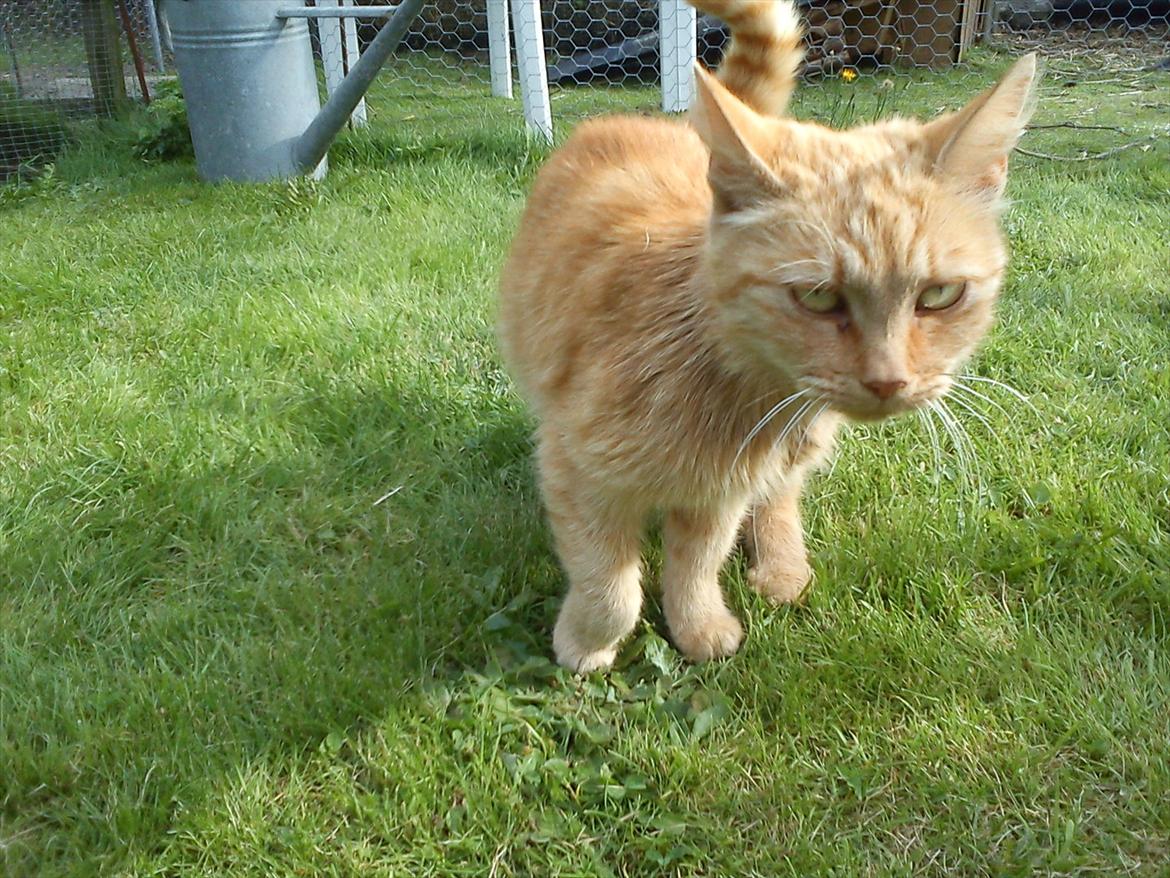 Huskat Garfield billede 10