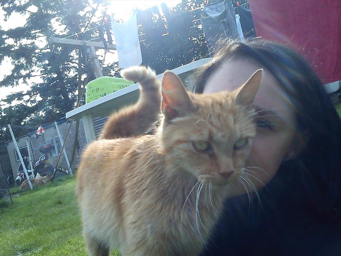 Huskat Garfield billede 12