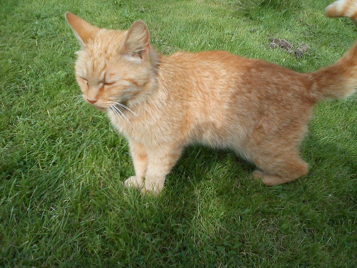 Huskat Garfield billede 13