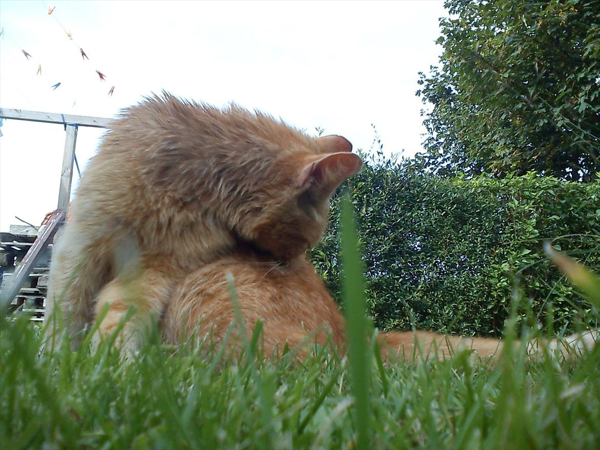 Huskat Garfield billede 14