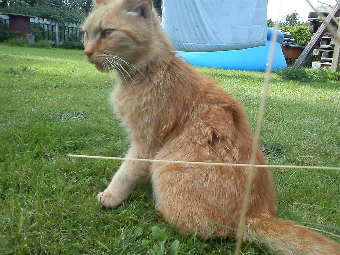 Huskat Garfield billede 15