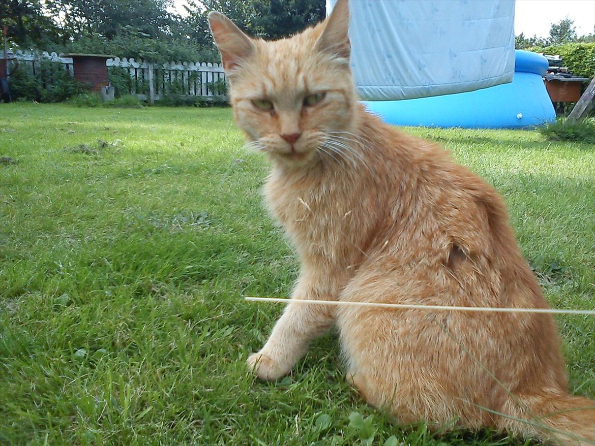 Huskat Garfield billede 16