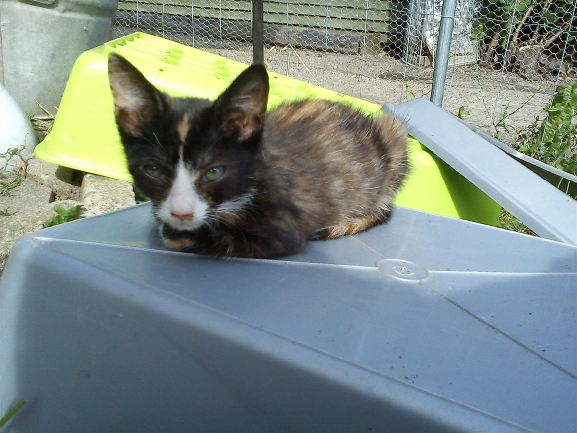 Huskat Litel Handy mis(Min) - Kattebakken er så blød billede 6