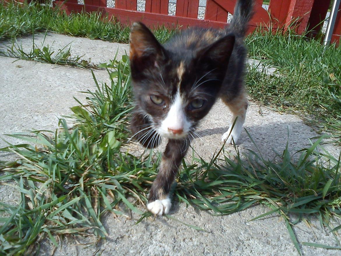 Huskat Litel Handy mis(Min) - Jeg spiser dig! billede 9