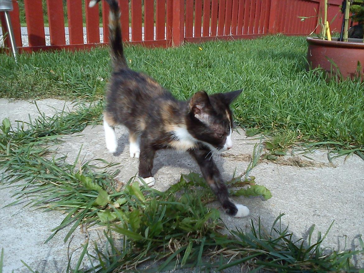 Huskat Litel Handy mis(Min) - elegant! billede 11