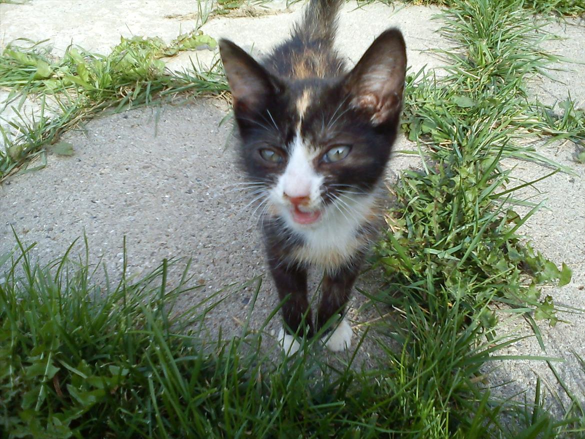 Huskat Litel Handy mis(Min) - Jeg ka da snak! billede 12