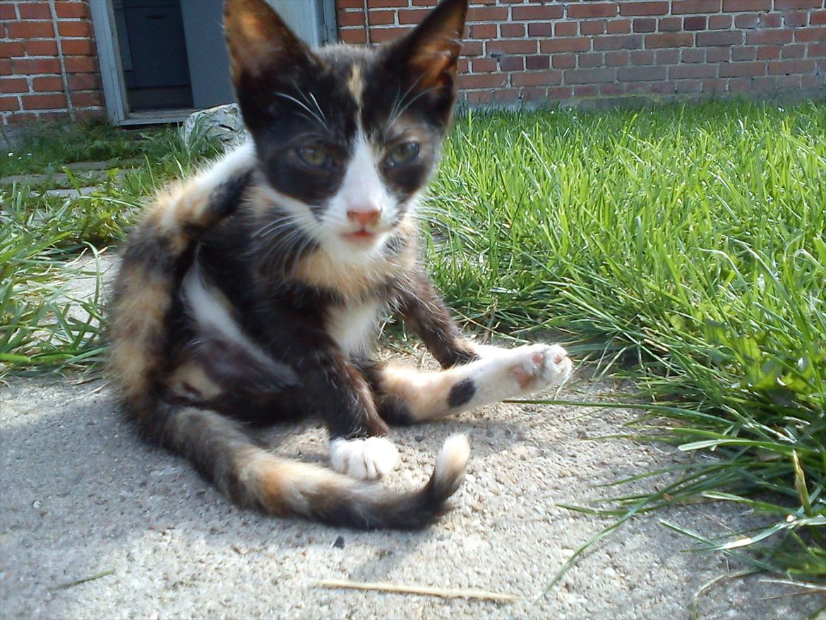 Huskat Litel Handy mis(Min) - Yoga! billede 14