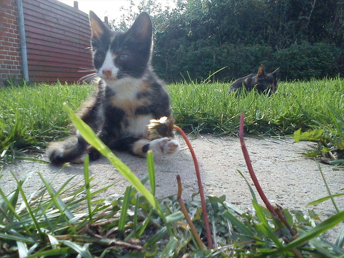 Huskat Litel Handy mis(Min) - Yoga øvelse: fød om bag hovedt billede 15