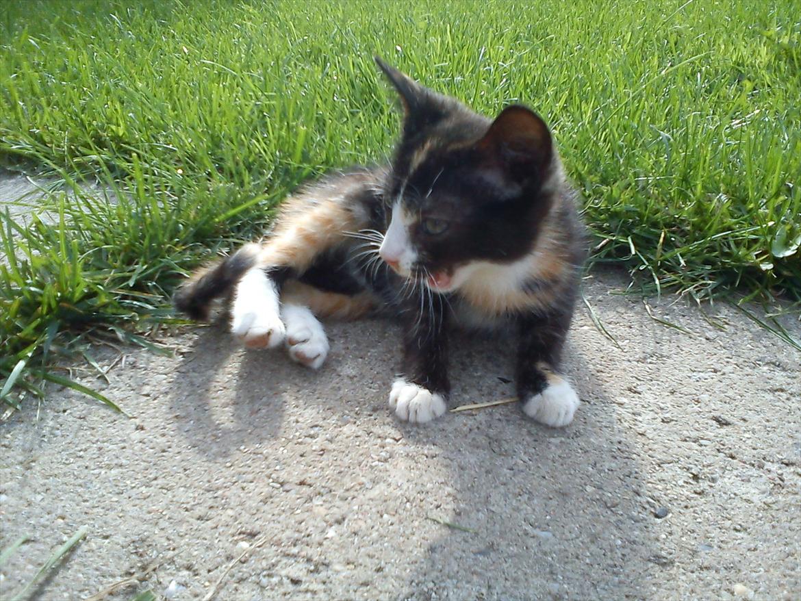 Huskat Litel Handy mis(Min) - Bøvs billede 16