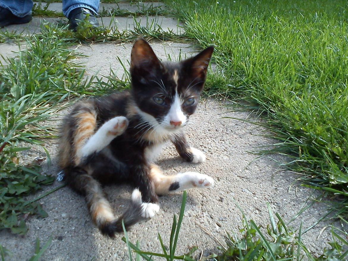 Huskat Litel Handy mis(Min) - Hvilket køn er jeg ? billede 17