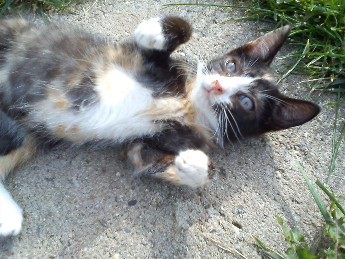 Huskat Litel Handy mis(Min) - Hej med dig! billede 1