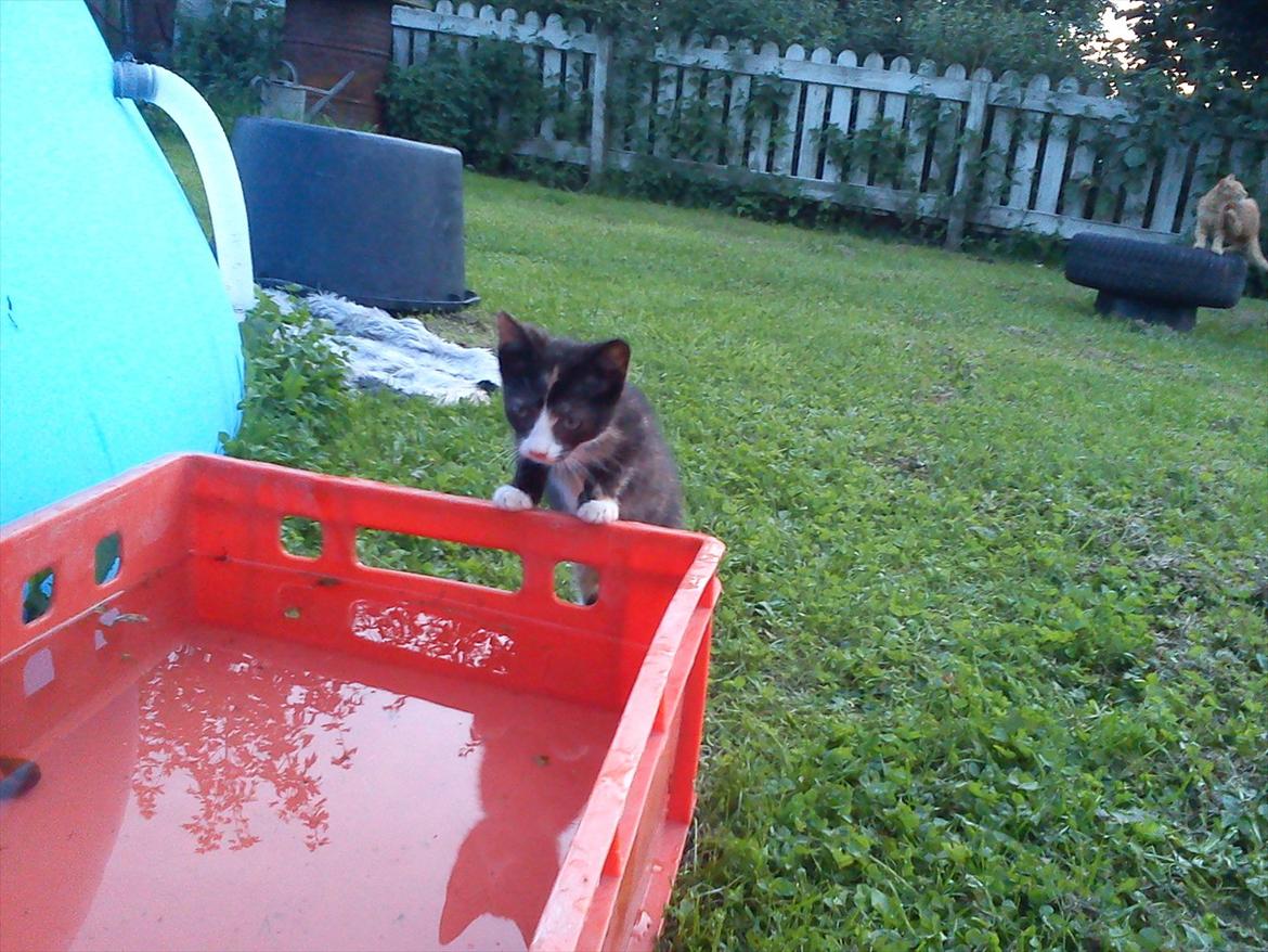 Huskat Litel Handy mis(Min) - uhhh jeg kan se mig selv! billede 4