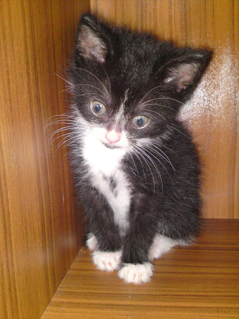 Huskat Figaro - bedste billed af Figaro billede 2