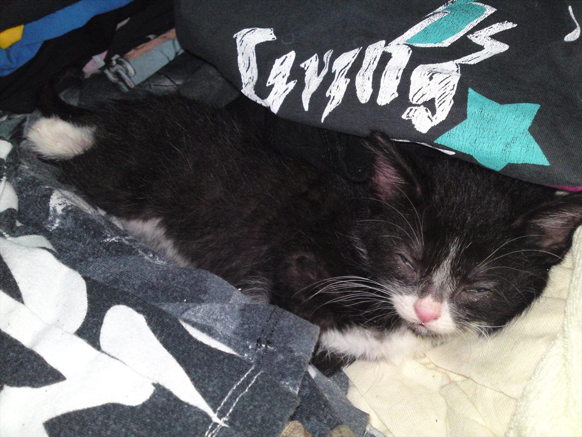 Huskat Figaro billede 7