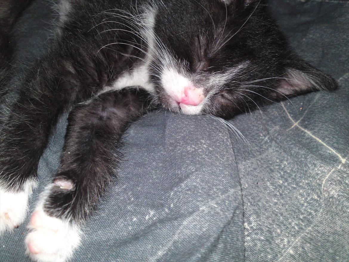 Huskat Figaro billede 8