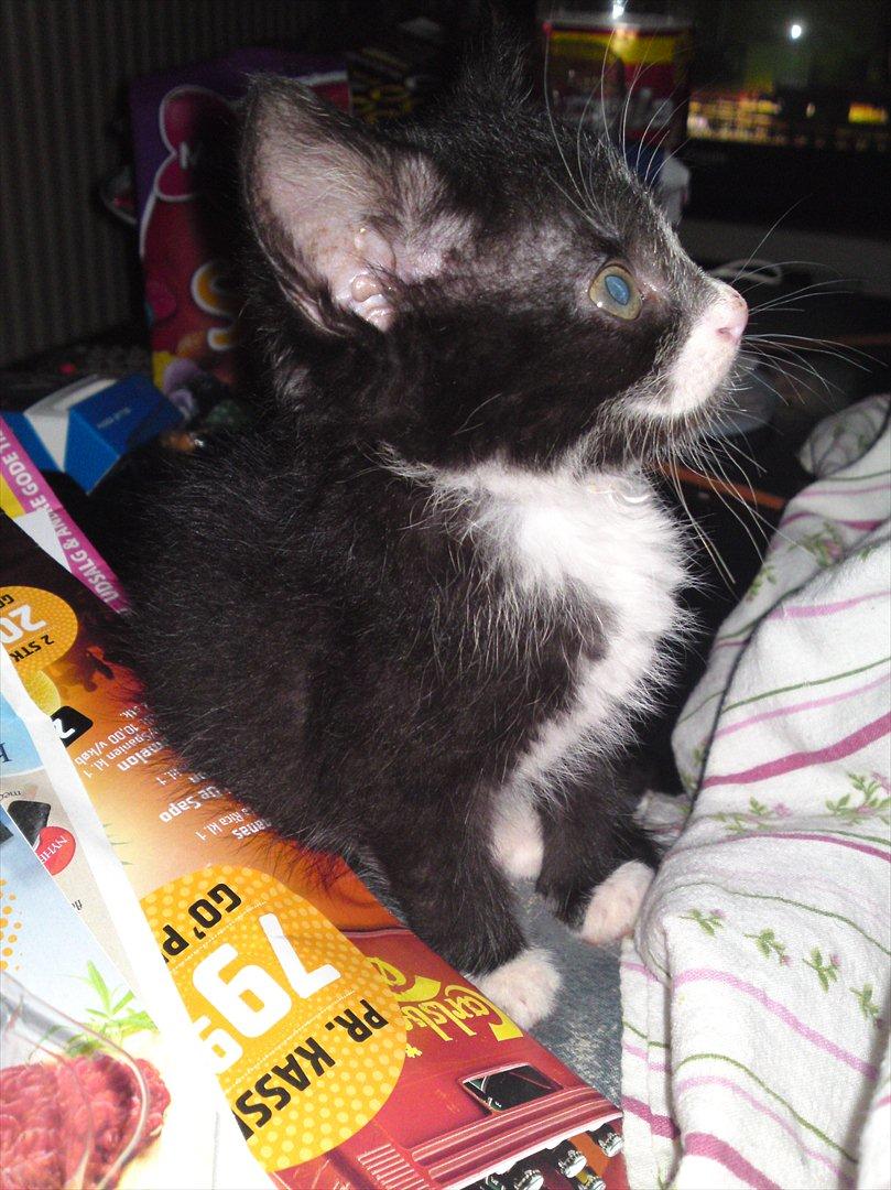 Huskat Figaro billede 6