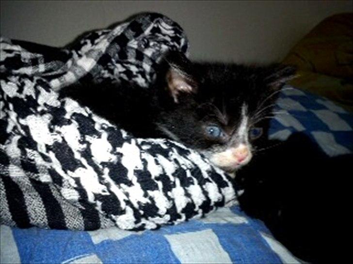 Huskat Figaro billede 11