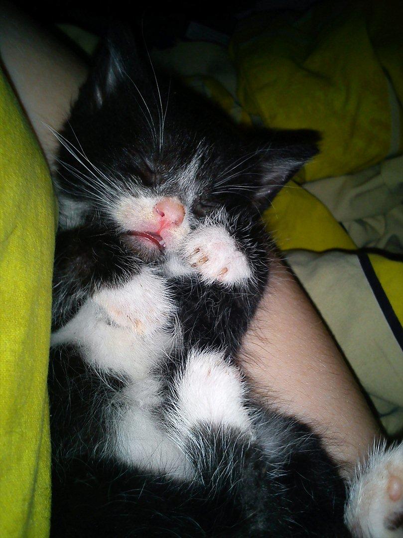 Huskat Figaro billede 12