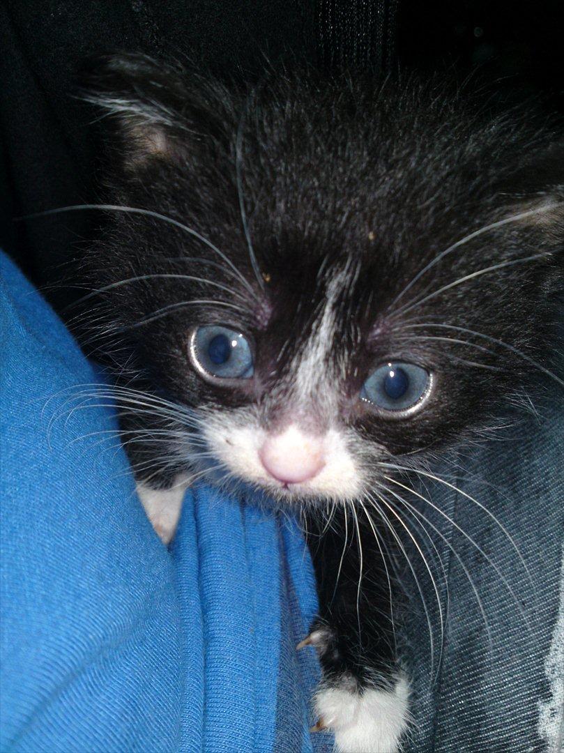 Huskat Figaro billede 3