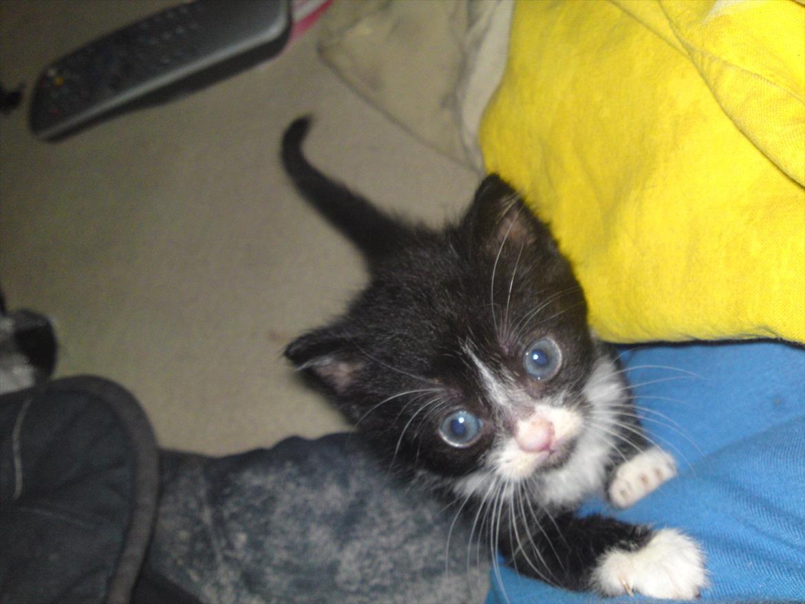 Huskat Figaro billede 13