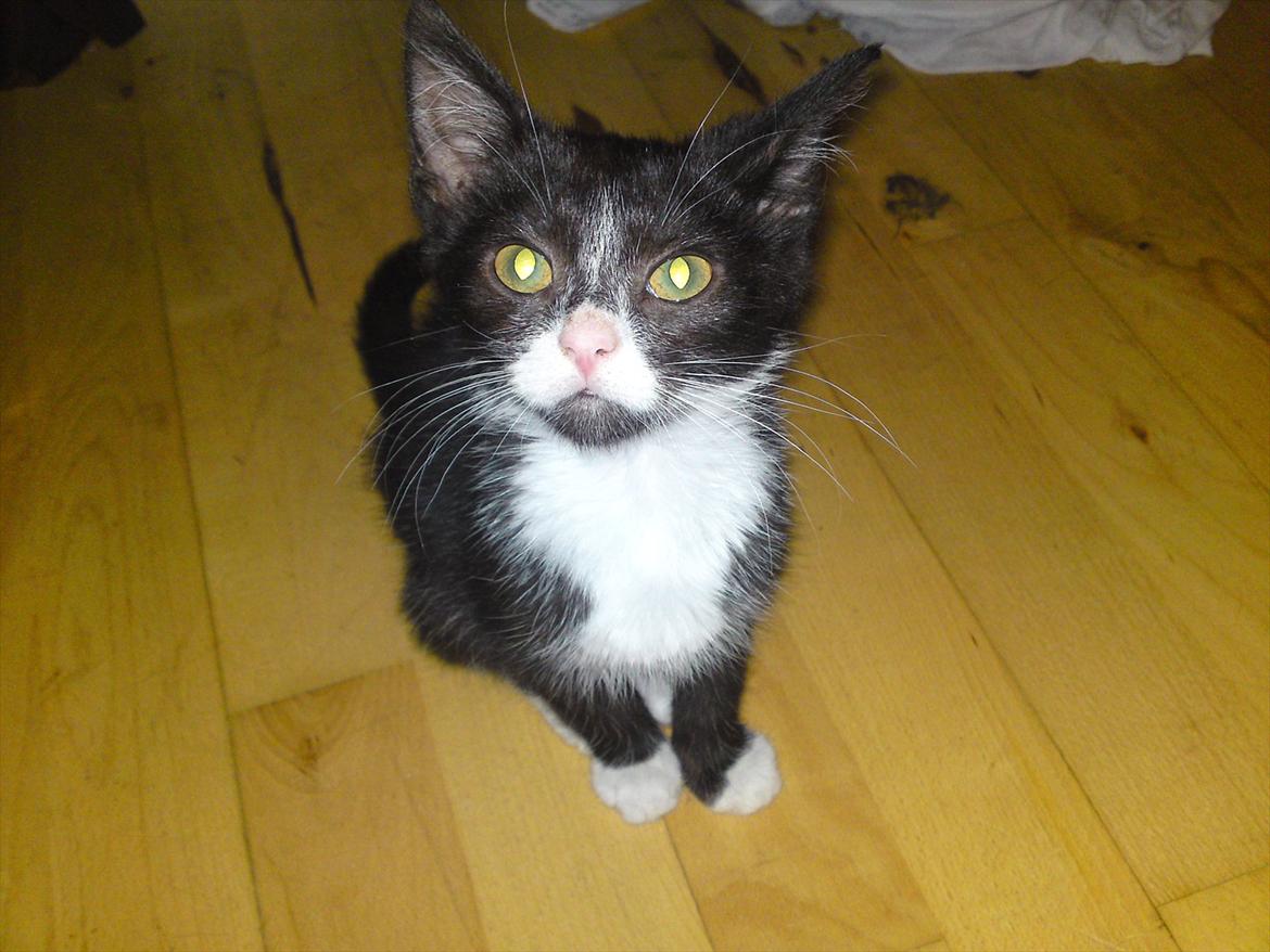 Huskat Figaro billede 14