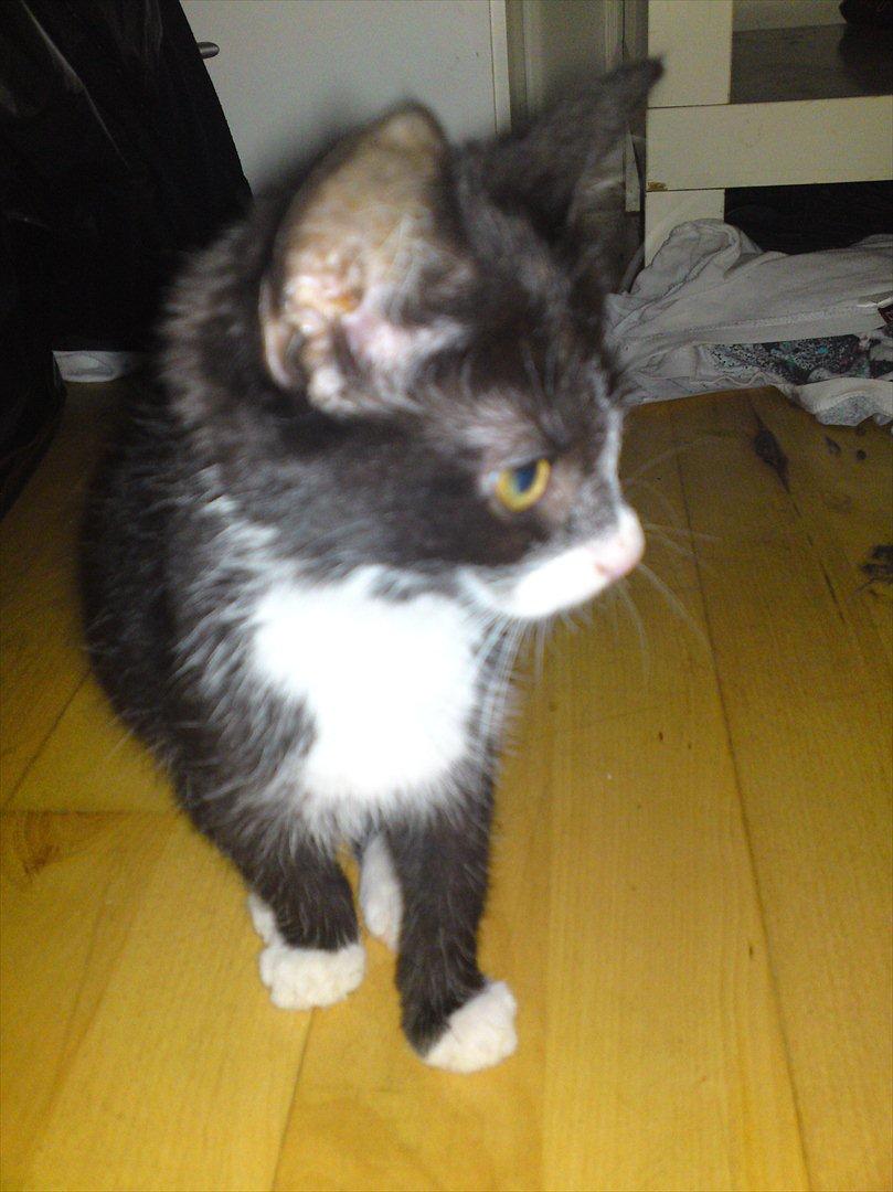 Huskat Figaro billede 9