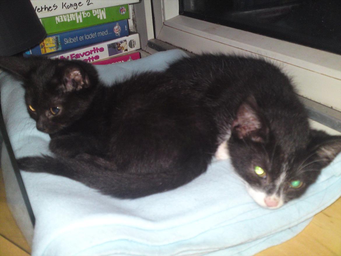 Huskat Figaro billede 15