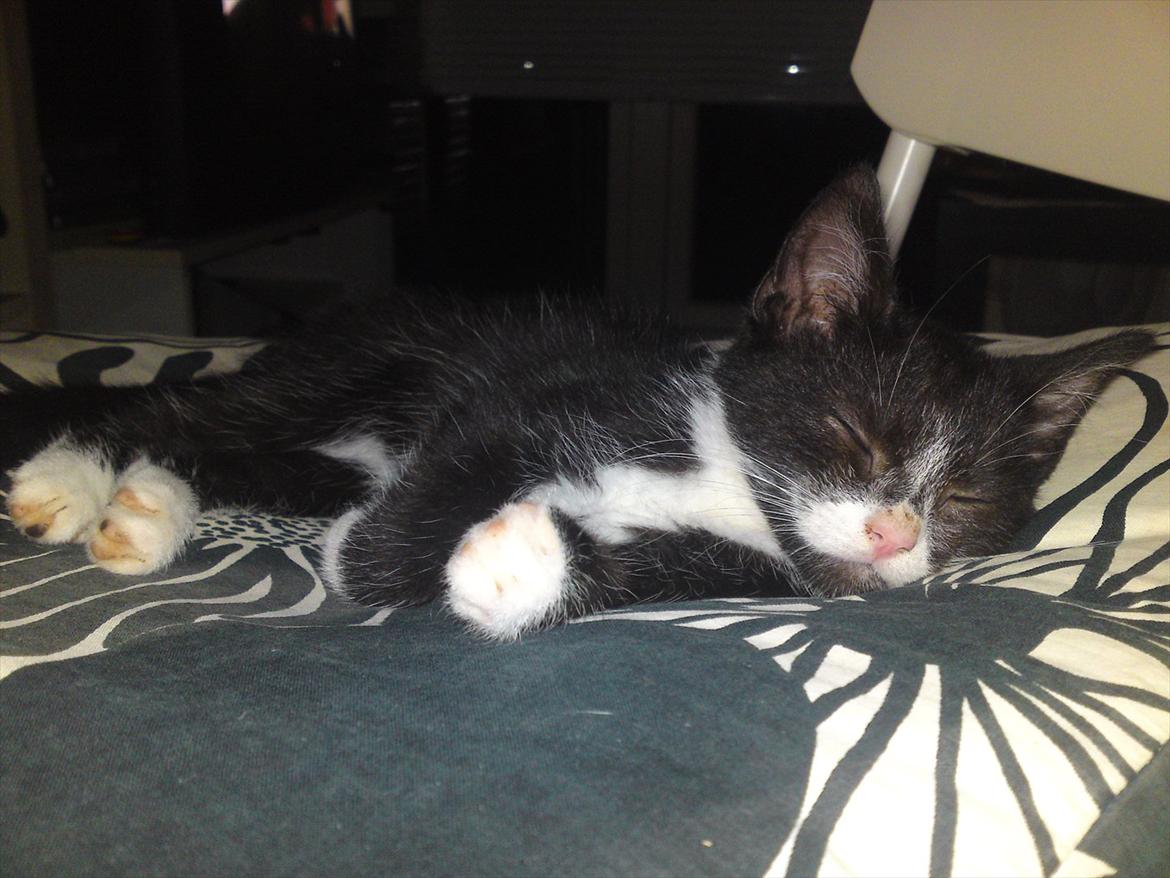 Huskat Figaro billede 16