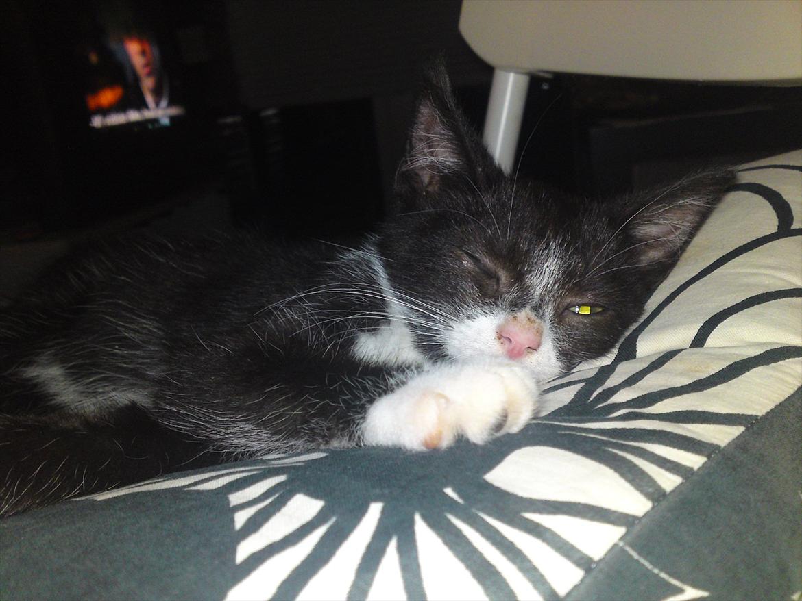 Huskat Figaro billede 17