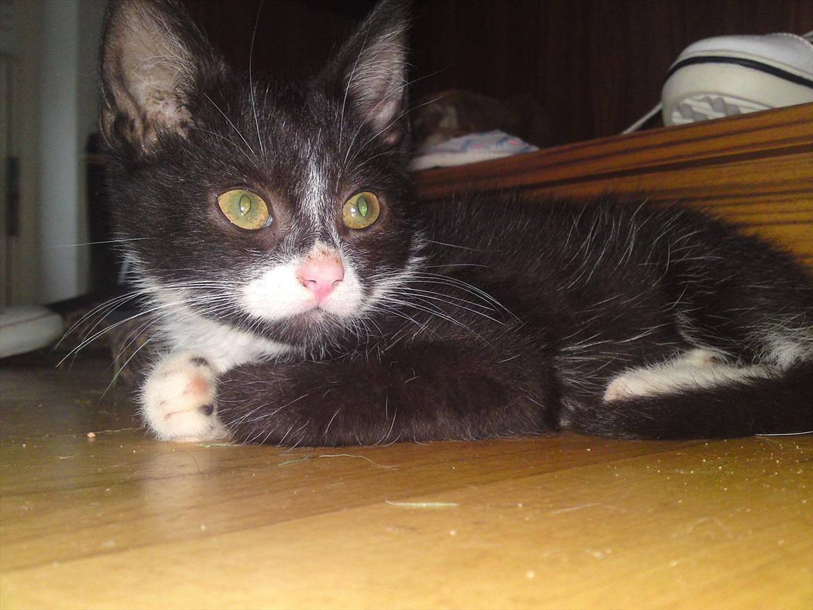 Huskat Figaro billede 4