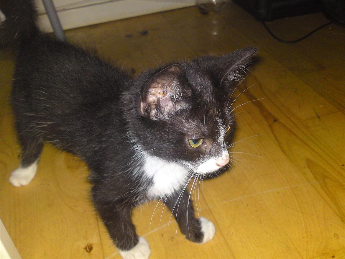 Huskat Figaro billede 18