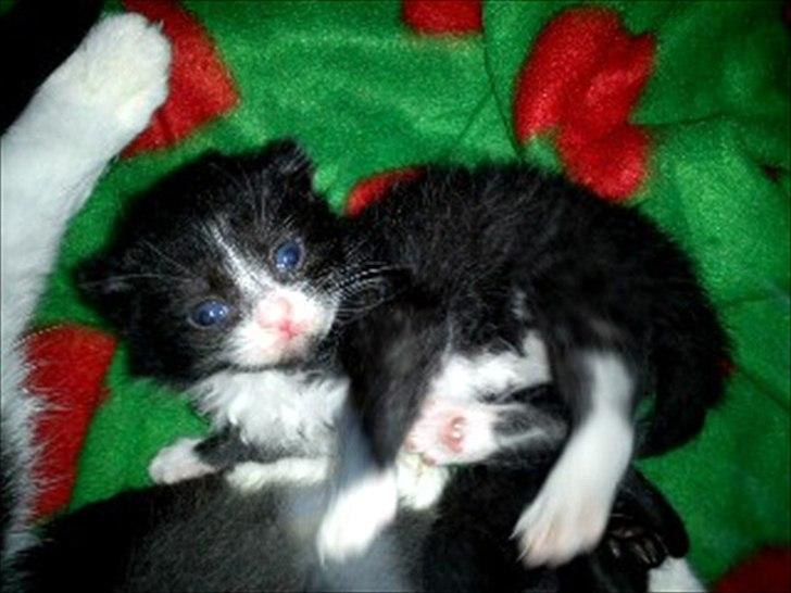 Huskat Figaro - Figaro som bebs. billede 10