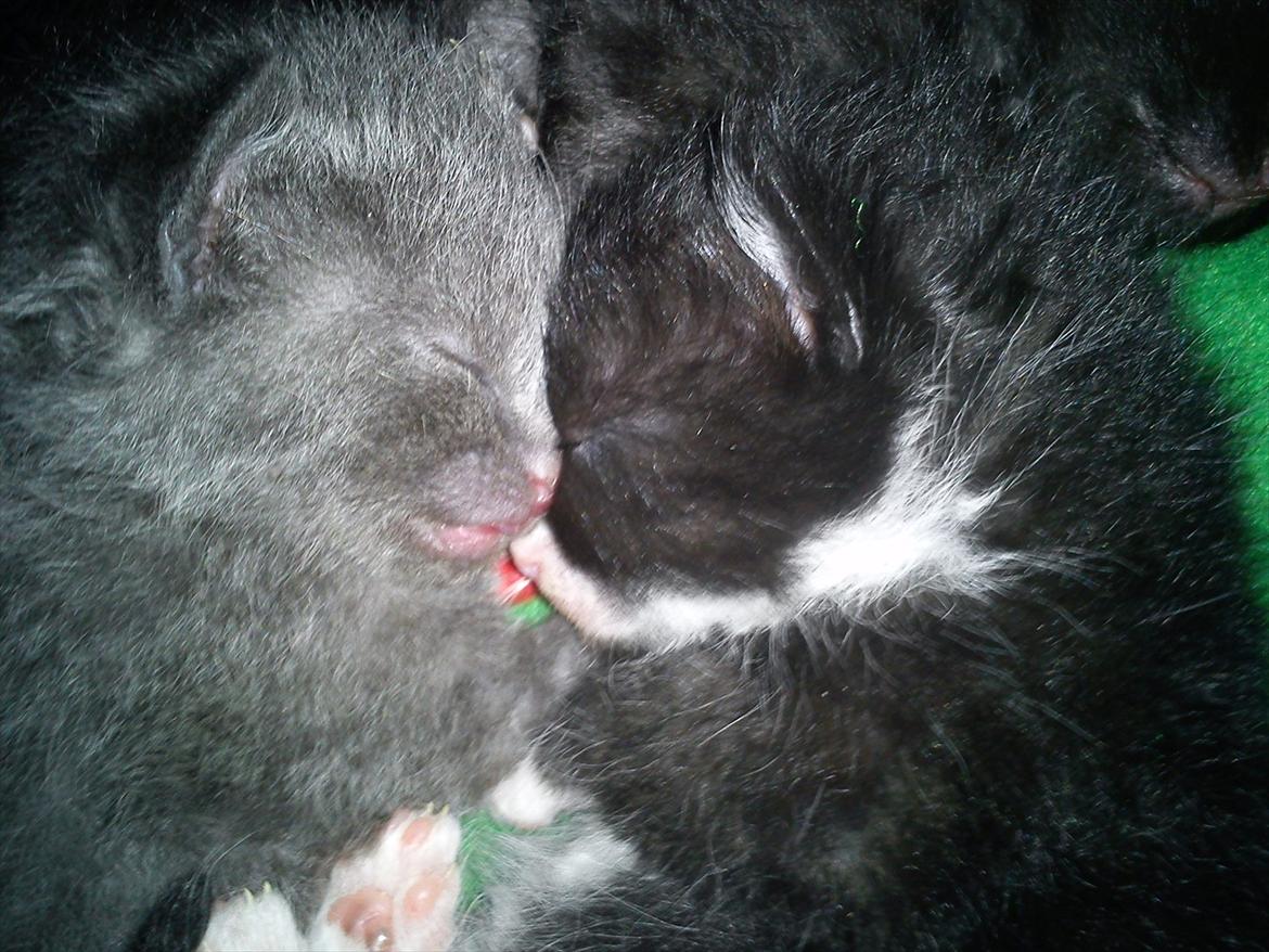 Huskat Figaro - Figaro ig hans søster Kitty billede 5