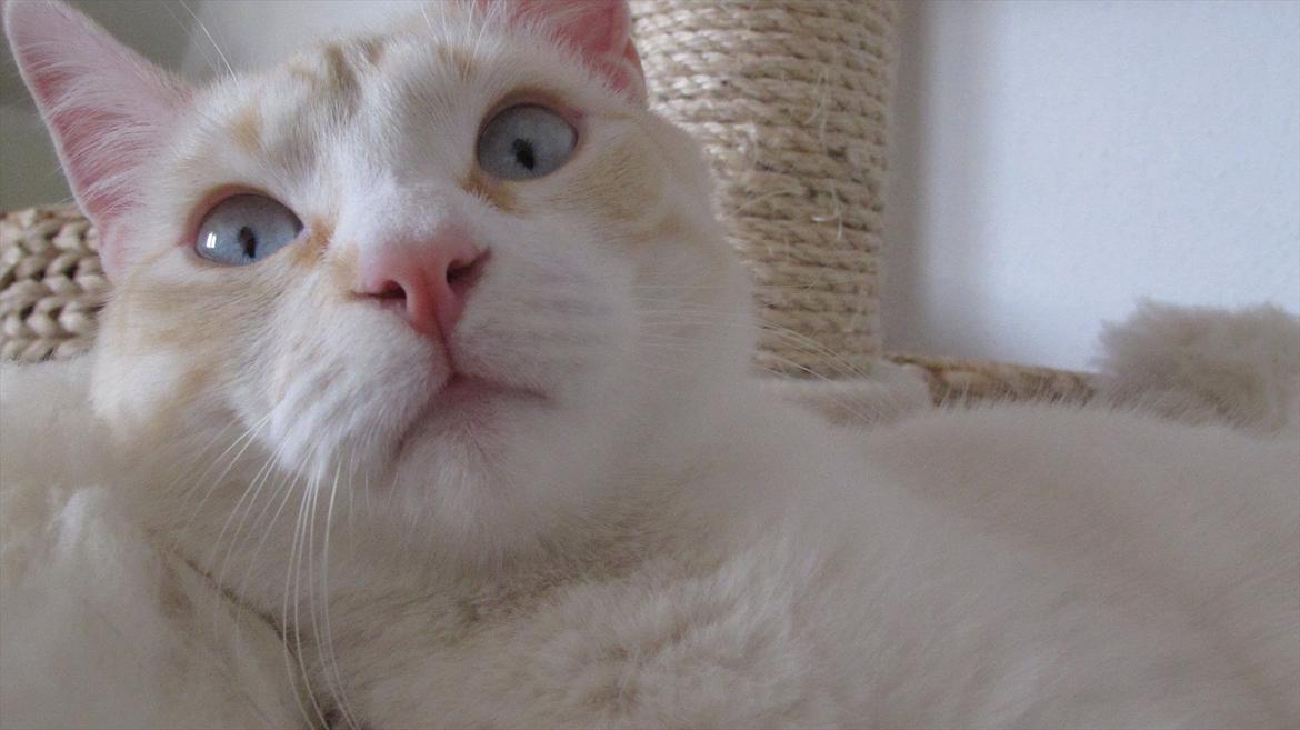 Blanding af racer Cicero billede 14