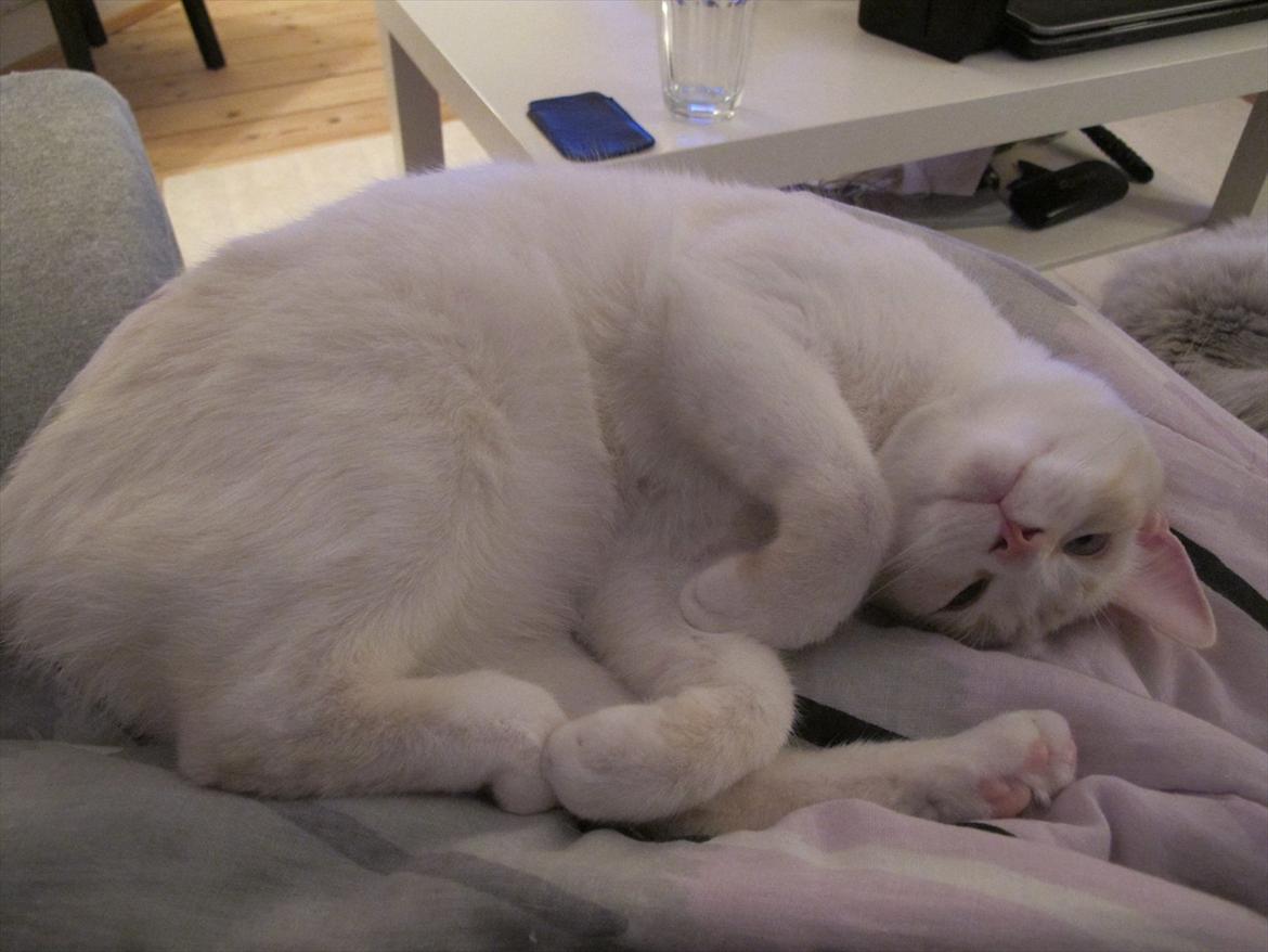 Blanding af racer Cicero billede 15