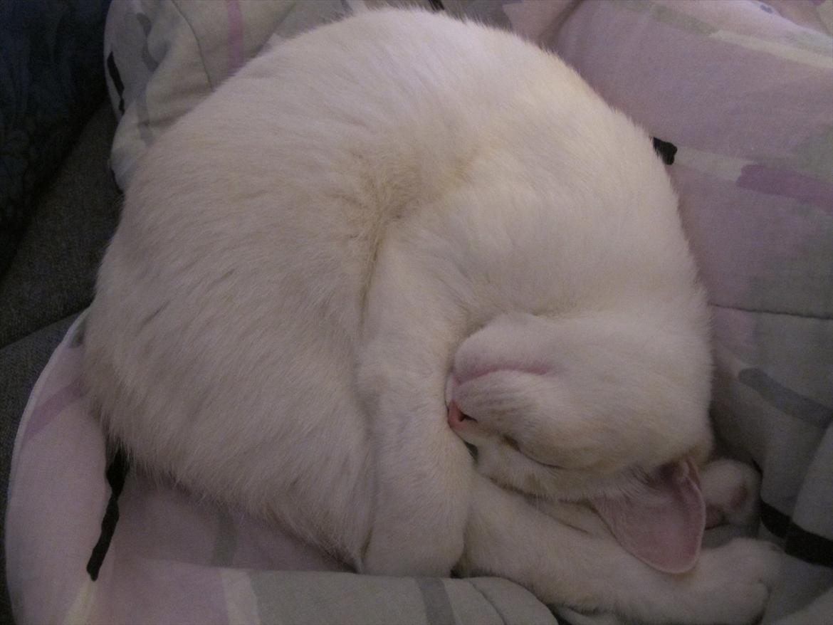 Blanding af racer Cicero billede 16