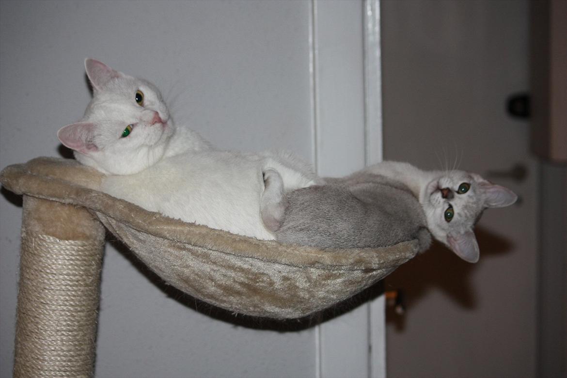 Burmilla Shines Wadiah billede 13