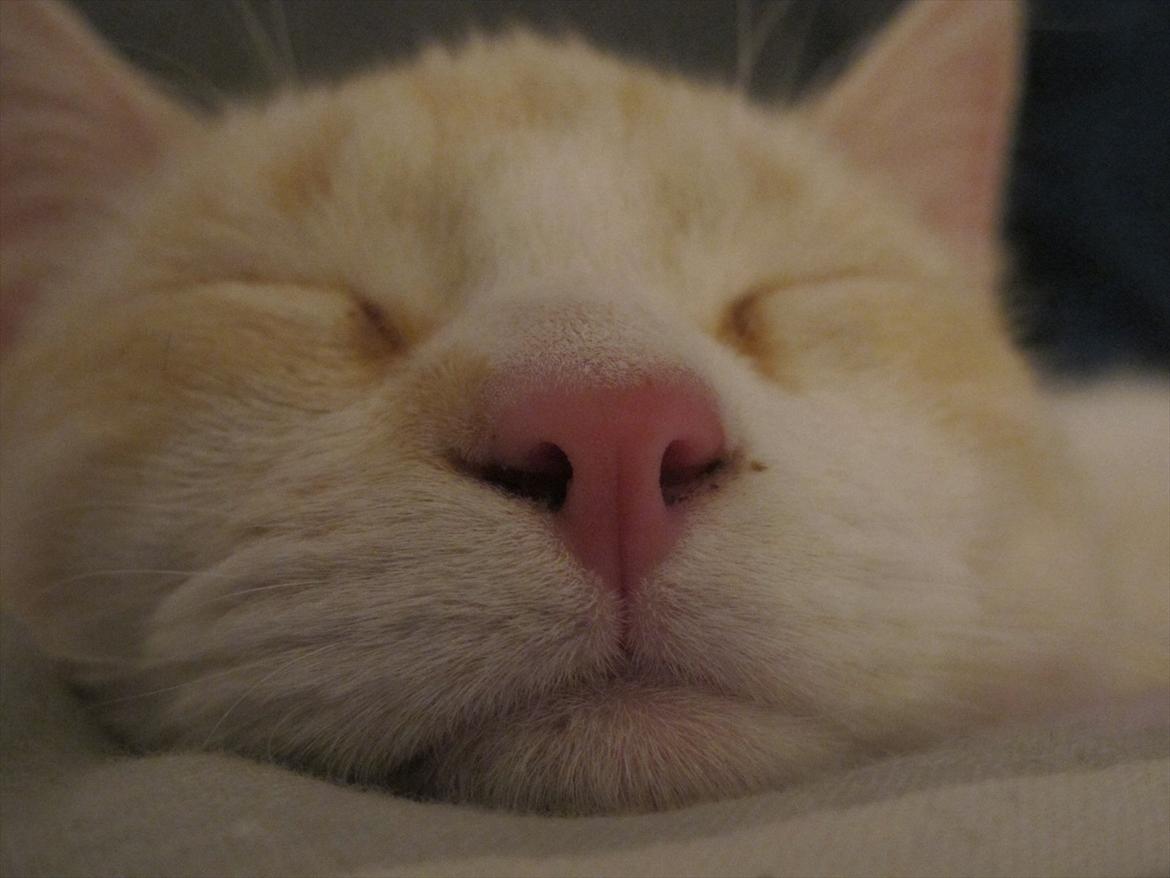 Blanding af racer Cicero billede 17