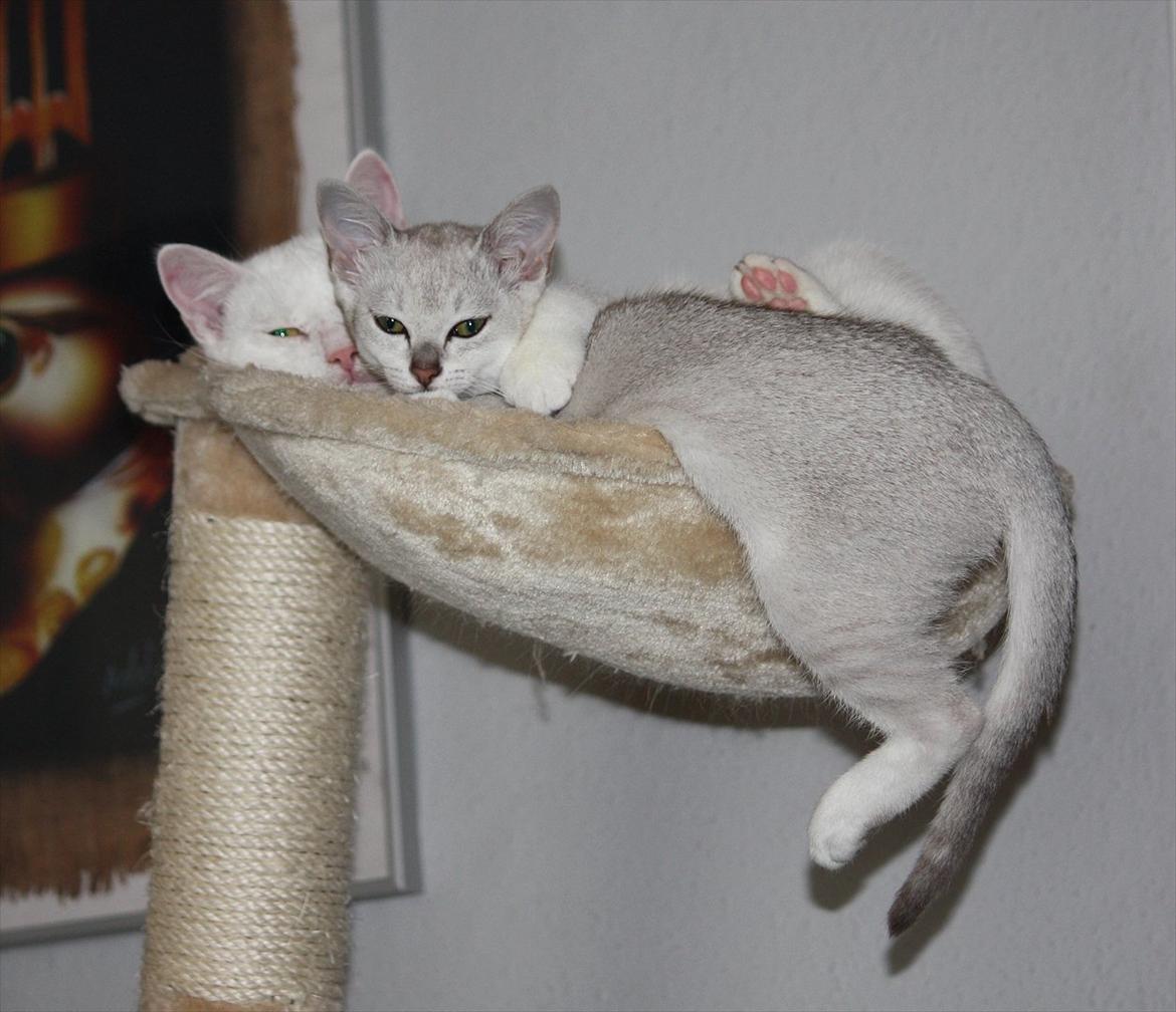 Burmilla Shines Wadiah billede 14