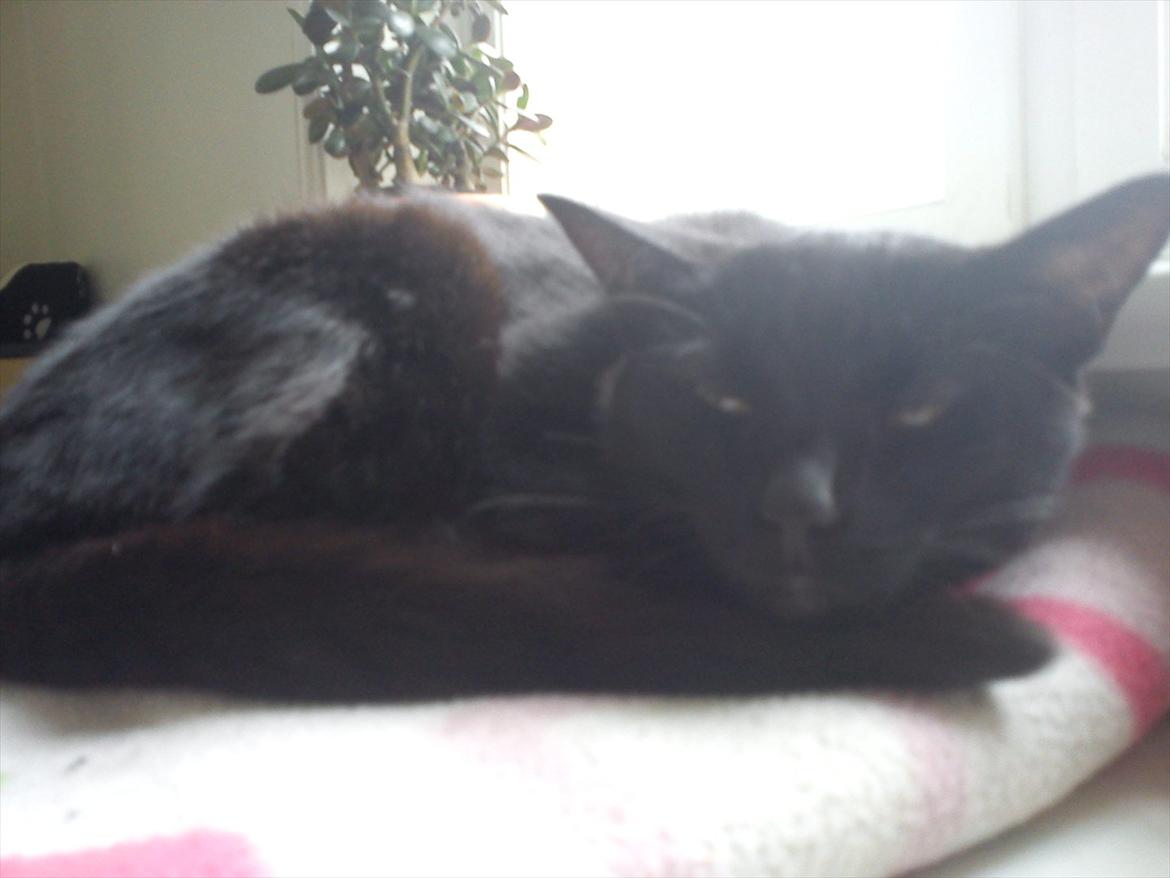 Huskat Cooke billede 8